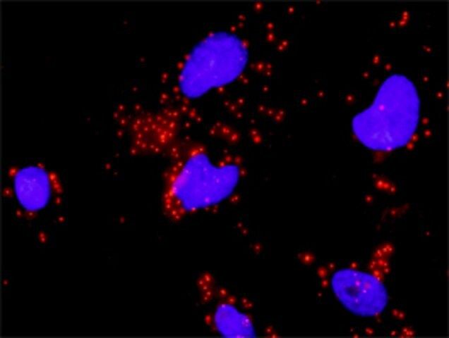 Monoclonal Anti-HIF1A, (C-terminal) antibody produced in mouse