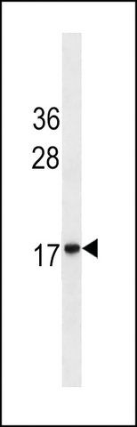 MONOCLONAL ANTI-HMG2 antibody produced in mouse