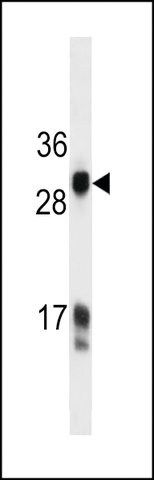 MONOCLONAL ANTI-HKLK3 (C234) antibody produced in mouse