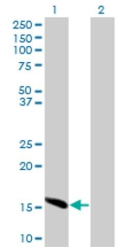 Monoclonal Anti-ID2 antibody produced in mouse