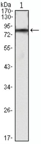 Monoclonal Anti-IHOG antibody produced in mouse