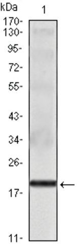 Monoclonal Anti-IL16 antibody produced in mouse