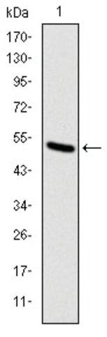 Monoclonal Anti-KIF22 antibody produced in mouse