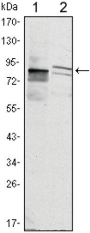 Monoclonal Anti-KLHL11 antibody produced in mouse