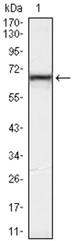 Monoclonal Anti-KLHL12 antibody produced in mouse