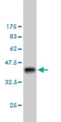 Monoclonal Anti-ING1 antibody produced in mouse
