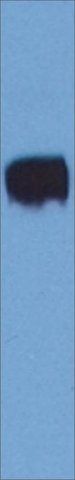 Monoclonal Anti-LST1 antibody produced in mouse