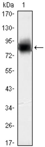 Monoclonal Anti-KLHL21 antibody produced in mouse