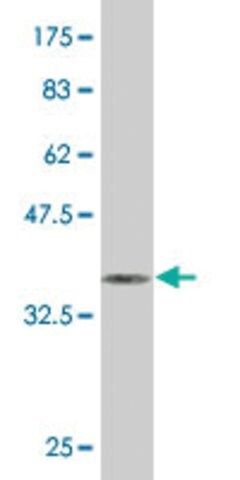 Monoclonal Anti-HSF4 antibody produced in mouse