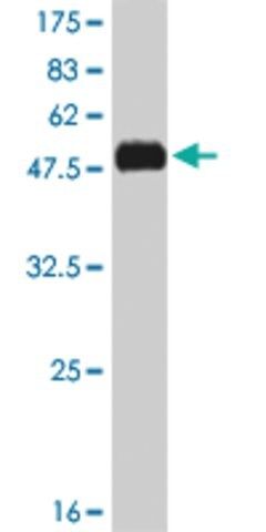Monoclonal Anti-KLF7 antibody produced in mouse
