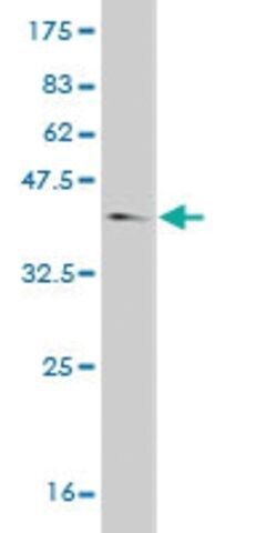 Monoclonal Anti-RBPSUH antibody produced in mouse