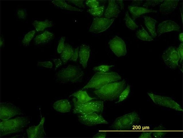 Monoclonal Anti-RGL2 antibody produced in mouse