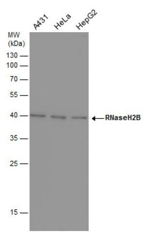 Monoclonal Anti-RNaseH2B antibody produced in mouse