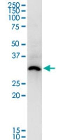 Monoclonal Anti-ASB5 antibody produced in mouse
