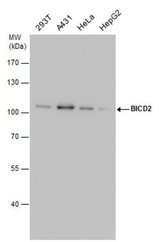 Monoclonal Anti-BICD2 antibody produced in mouse