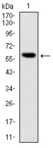 Monoclonal Anti-BLNK antibody produced in mouse