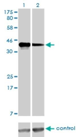 Monoclonal Anti-CCNK antibody produced in mouse