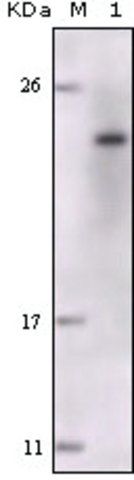 Monoclonal Anti-FES antibody produced in mouse