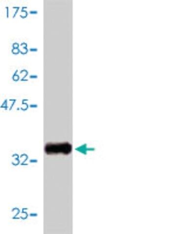 Monoclonal Anti-GNGT2 antibody produced in mouse