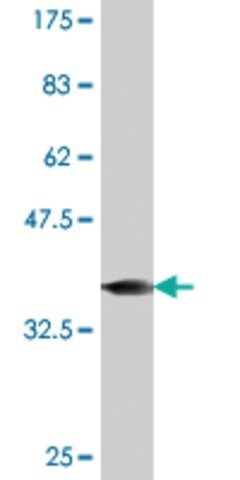 Monoclonal Anti-FOXL1 antibody produced in mouse