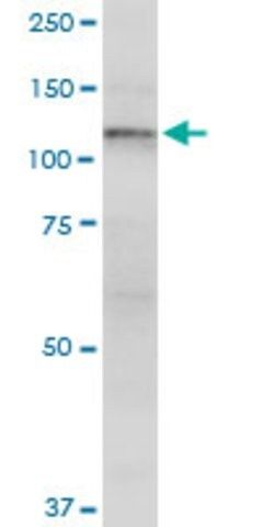 Monoclonal Anti-GLI1 antibody produced in mouse