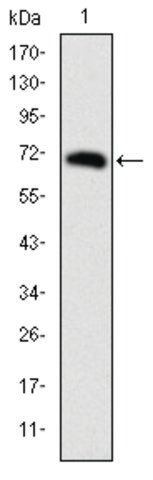 Monoclonal Anti-FOXP2 antibody produced in mouse