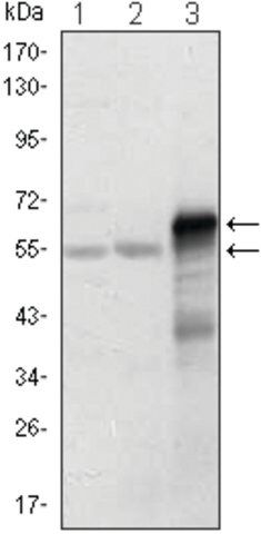 Monoclonal Anti-ETS1 antibody produced in mouse