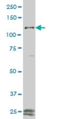 Monoclonal Anti-FGFR1 antibody produced in mouse