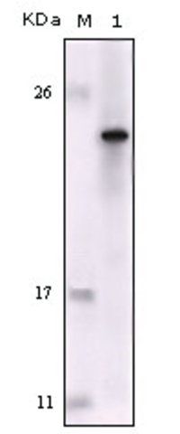 Monoclonal Anti-FES antibody produced in mouse