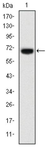 Monoclonal Anti-FOXP2 antibody produced in mouse