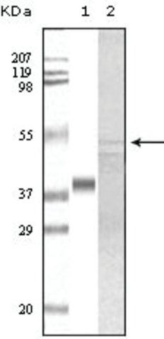 Monoclonal Anti-GSK3A antibody produced in mouse