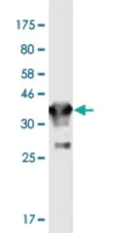 Monoclonal Anti-GJD2 antibody produced in mouse