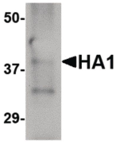 Monoclonal Anti-HEMAGGLUTININ antibody produced in mouse