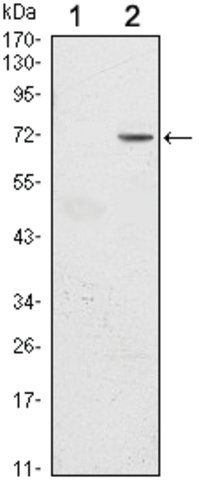 Monoclonal Anti-GFI1 antibody produced in mouse