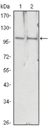 Monoclonal Anti-HDAC4 antibody produced in mouse