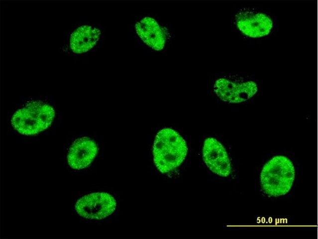 Monoclonal Anti-HES2 antibody produced in mouse