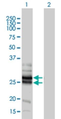 Monoclonal Anti-GJB4 antibody produced in mouse