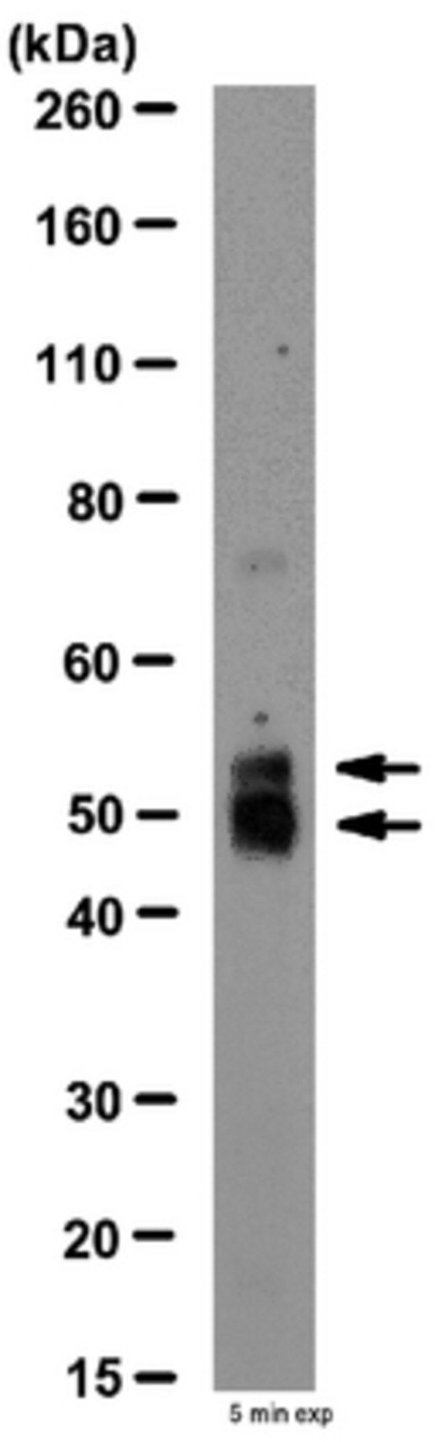 Anti-MMP-12 Antibody, NT (active)