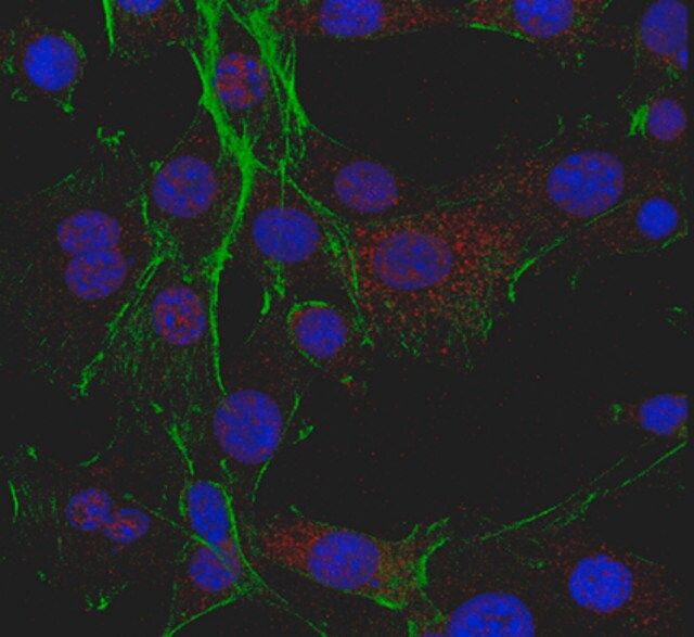 Anti-MKK7/SKK4 Antibody, clone 3F6.5
