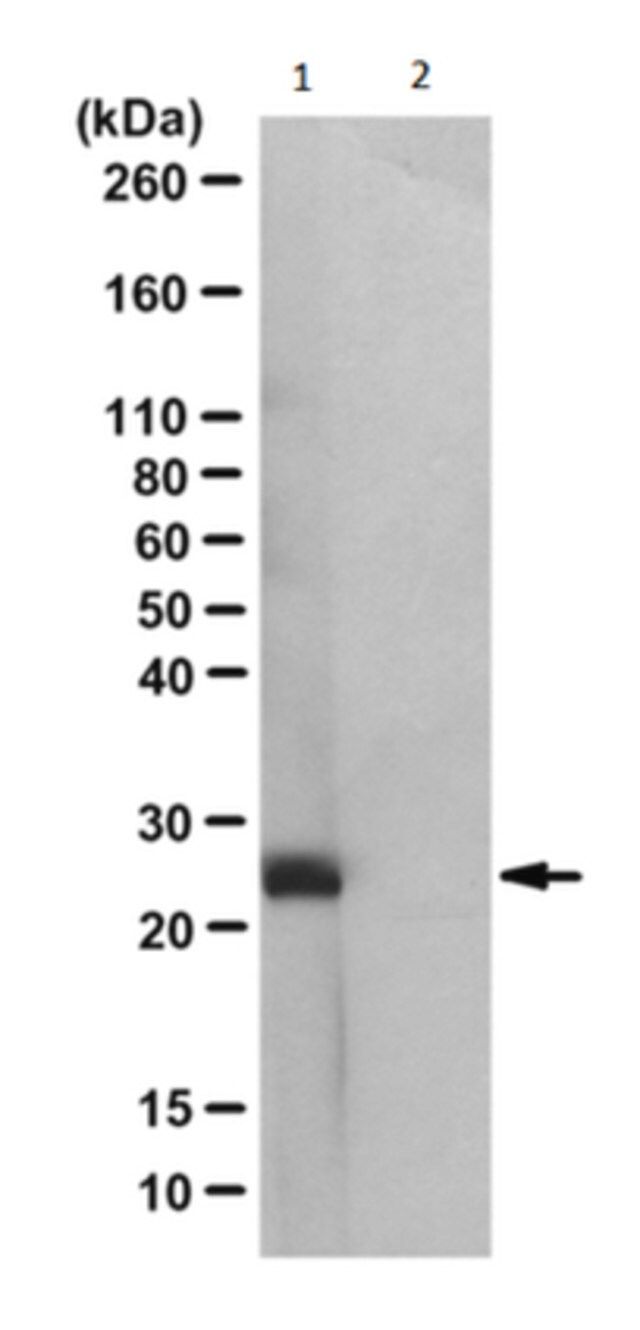 Anti-N3-Phosphohistidine (3-pHis) Antibody, clone SC56-2