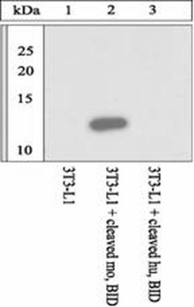 Anti-mouse BID cleavage (59/60) site specific Antibody