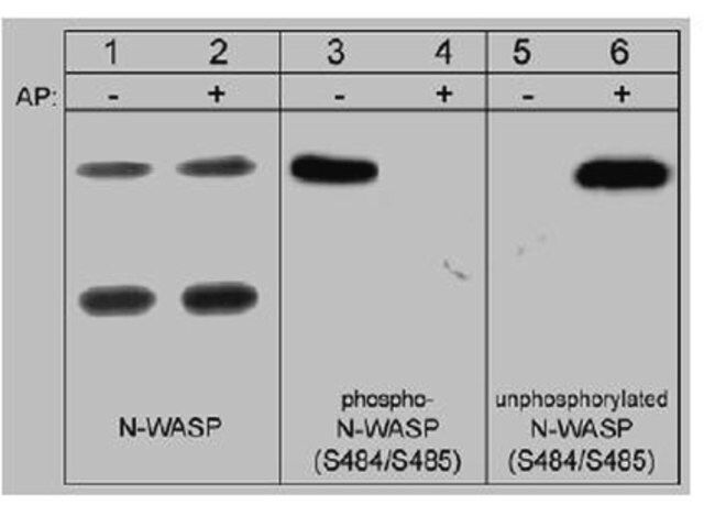 Anti-N-WASP Antibody