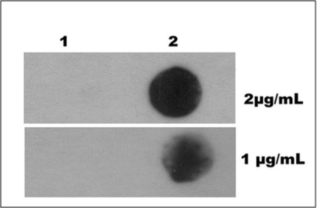 Anti-N6-methyladenosine Antibody (m6A), clone 17-3-4-1