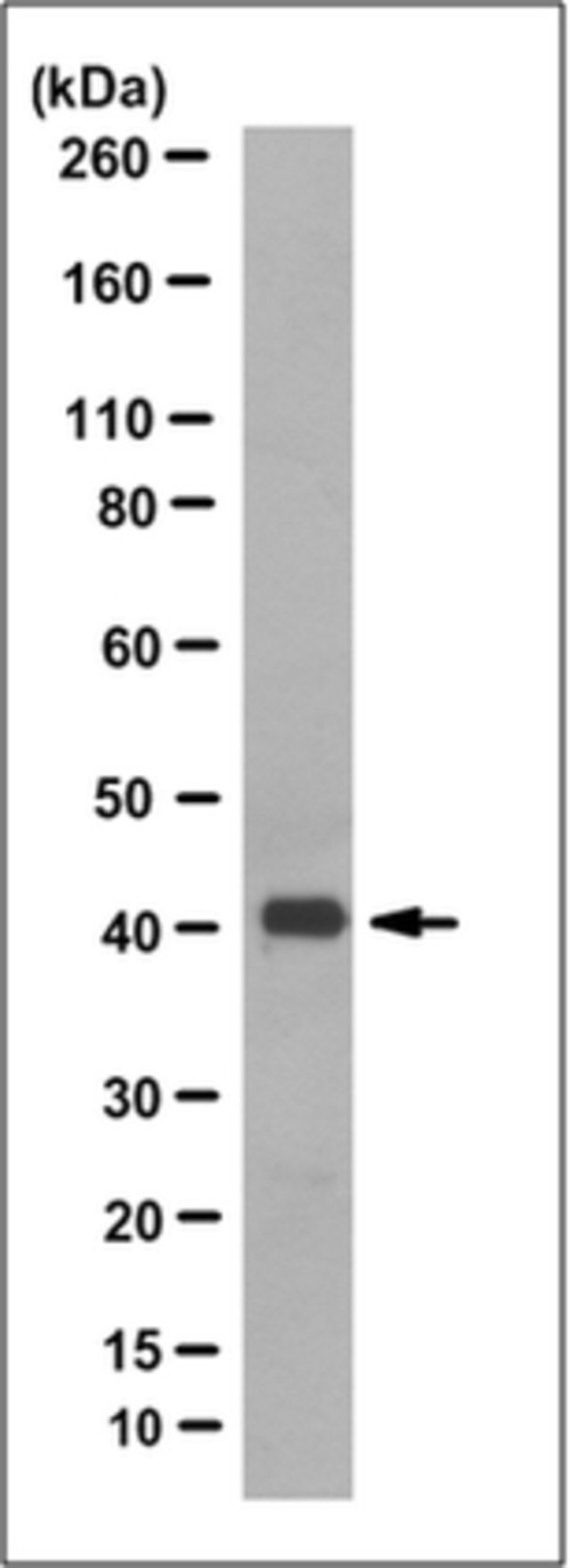 Anti-Olfactory Receptor 10G4 Antibody, clone 6C11.1