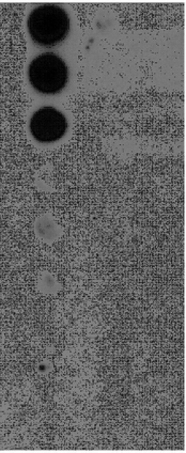 Anti-phospho-BRCA2 (Ser3291) Antibody