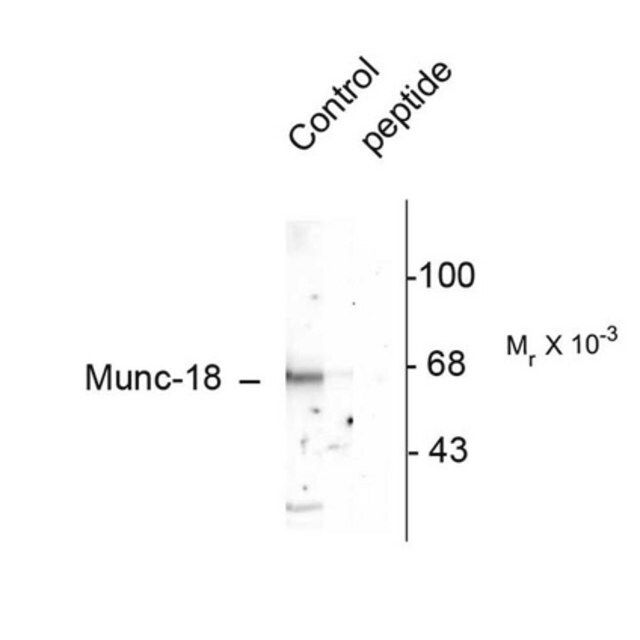 Anti-phospho-Munc-18 (Ser515) Antibody