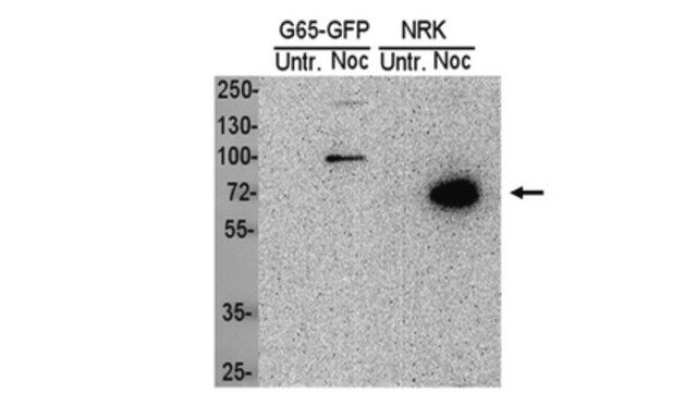 Anti-phospho-GRASP65 (Thr220/Thr224) Antibody, clone LX108