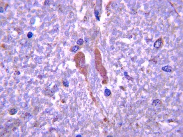 Anti-PINK1 Antibody, clone N4/49