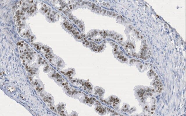 Anti-Pax-8 Antibody, clone 15C8.1
