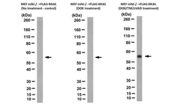 Anti-phospho-MLKL (Ser345) Antibody, clone 7C6.1